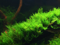 Снимка на Vesicularia reticulata, (Dozy & Molk.) Broth.